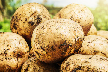Potatoes in the garden. Homegrown Potatoes being harvested