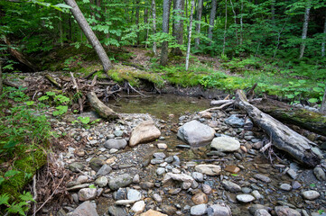 Landscape along a river in the woods