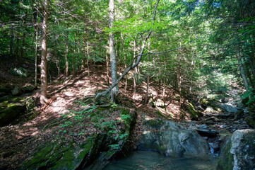Landscape along a river in the woods