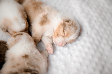 Fototapeta na wymiar Newborn puppy. Australian Shepherd Puppy. Dog litter