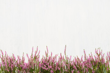 Pink Common Heather flowers border on light background. Flat lay - obrazy, fototapety, plakaty