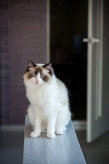 Young beautiful purebred Ragdoll cat at home