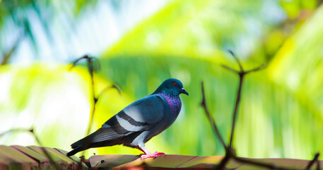 Beautiful Multi colored Indian pigeon standing on wall peacefully in Dhaka, Bangladesh.