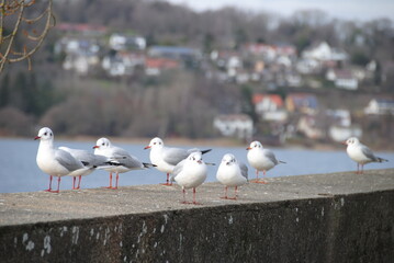 möven sitzen  auf beton im haven am bodensee