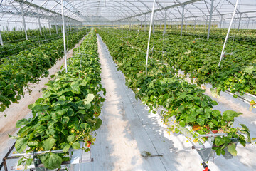 Culture de fraises hors sol sous serre dans tunnel plastique chez un producteur en vallée de Seine