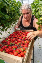 Culture de fraises hors sol sous serre en vallée de Seine. Cueillette par le producteur