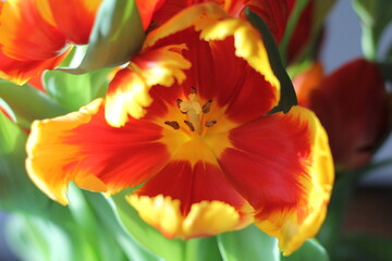 Naklejka na ściany i meble Close up orange yellow red tulip bloom background wallpaper