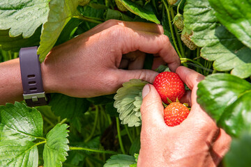 Culture de fraises hors sol sous serre chez un producteur en vallée de Seine. Cueillette par employée saisonnier - obrazy, fototapety, plakaty