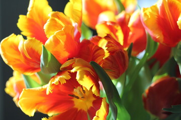 Obraz na płótnie Canvas Close up orange yellow red tulip bloom background wallpaper