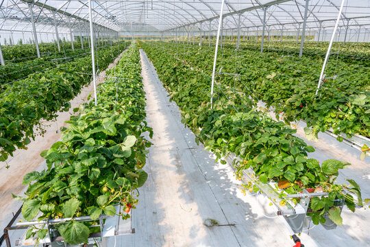Culture de fraises hors sol sous serre dans tunnel plastique chez un producteur en vall&eacute;e de Seine