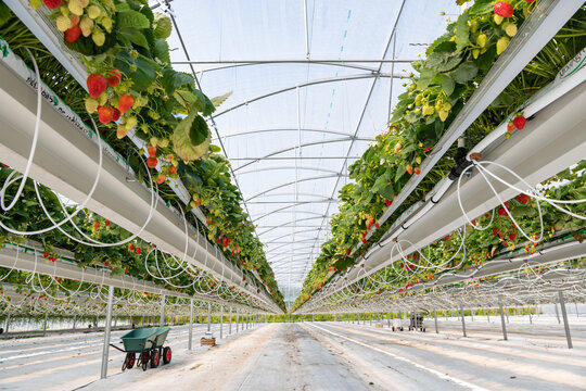 Culture de fraises hors sol sous serre dans tunnel plastique chez un producteur en vall&eacute;e de Seine