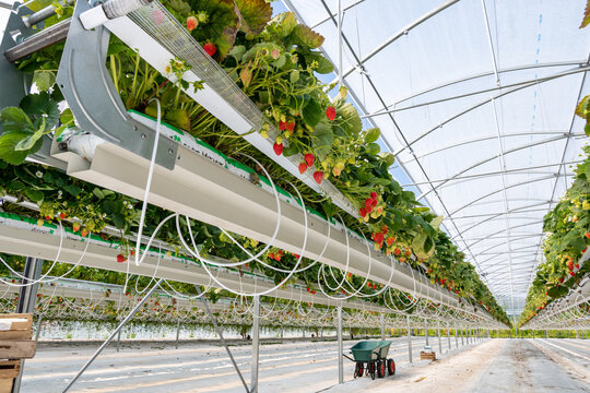 Culture de fraises hors sol sous serre dans tunnel plastique chez un producteur en vall&eacute;e de Seine