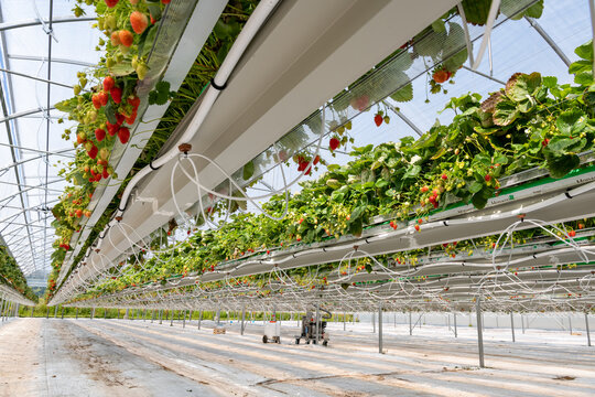 Culture de fraises hors sol sous serre dans tunnel plastique chez un producteur en vall&eacute;e de Seine