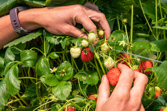 Culture de fraises hors sol sous serre chez un producteur en vallée de Seine. Cueillette par employée saisonnier