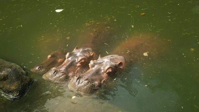 A family of three cute hippos cuddling up to each other are resting in a pond with green muddy water and garbage in the rays of sunlight. Sunny day baby, mom and dad.A calm peaceful frame of wildlife.