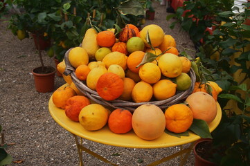 Plate and basket full of various types of fruit