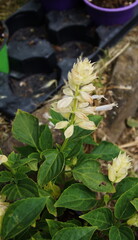 Plant with white flowers of sage splendes 