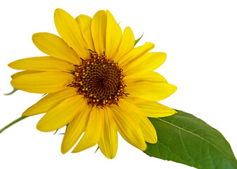 Sunflower (Helianthus),  houseplant, on white background (close-up)