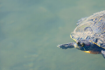 Close-up of a cute turtle (or tortoise) swimming underwater, with eyes and nose visible. Calm waters forming little ripples. With copy-space.