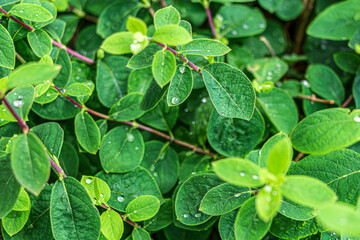 Leaves of Real, common or forest honeysuckle. Natural background