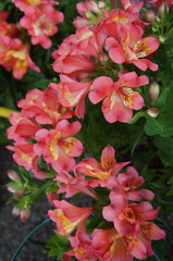 Alstroemeria flowers in a garden