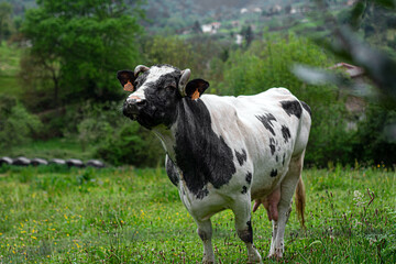 Vaca asturiana