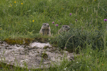 marmot in the vercors mountains