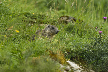 marmot in the vercors mountains