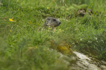 marmot in the vercors mountains