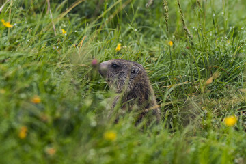 marmot in the vercors mountains