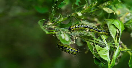 boxwood moth