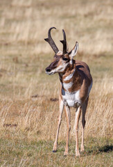 Pronghorn Antelope Buck in Grand Teton National Park Wyoming in Autumn