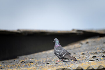 Field pigeons are sitting on the rooftop farm.