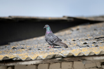 Field pigeons are sitting on the rooftop farm.