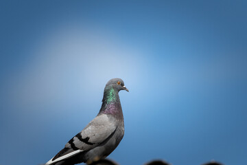 Field pigeons are sitting on the rooftop farm.