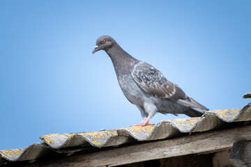 Field pigeons are sitting on the rooftop farm.