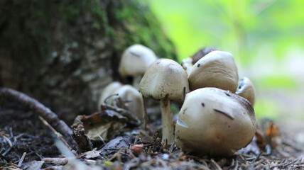 mushrooms in the forest