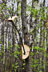 Pieces of bird bread lie on a tree branch. Food for birds in the spring forest.