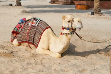 White purebred friendly  Arabian or the Somali camel dromedary, wearing festive decorative body cloth harness lying on sand. United Arab Emirates