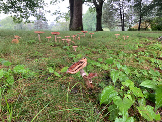 Belleza de los hongos silvestres en el bosque