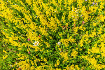 Echtes Labkraut im Sommer in der rhön