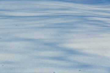 Shadows from trees in the snow on a sunny frosty day