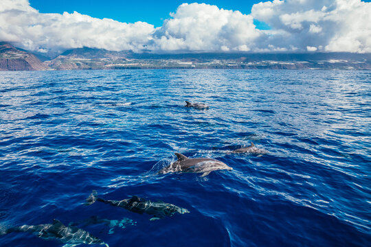 Whales and dolphins watching, La Palma, Santa Cruz de Tenerife, Canary Islands, Spain.