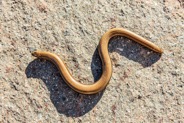 Blindschleiche auf einem Stein im Sonnenlicht