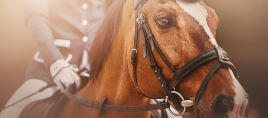 Portrait of a beautiful bay horse with a white spot on the muzzle and with a rider in the saddle on...