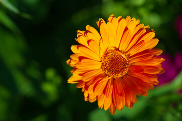 bright orange aster flower in the summer garden 