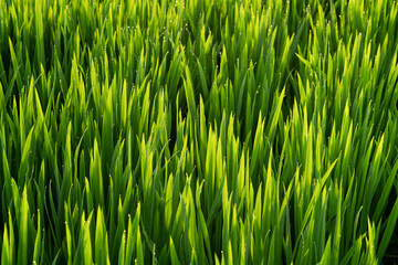 Rice fields in Northeast China in July