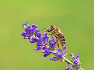 close up of honeybee on purple lavender blossom isolated on natural green background