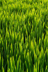 Rice fields in Northeast China in July