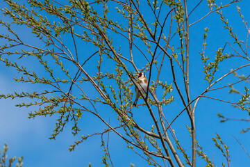 bird on a tree